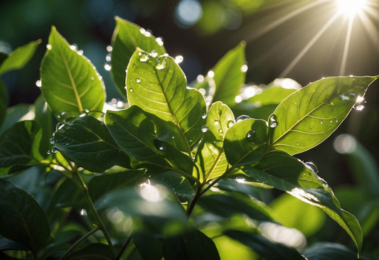 How to Increase Yield During Flowering Outdoor