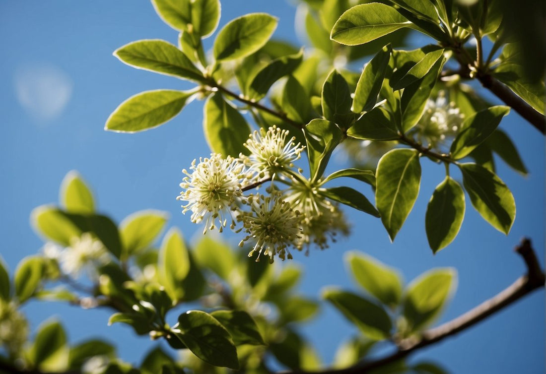 When Does Flowering Start Outdoor in California